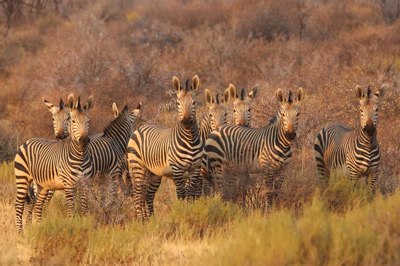 Safari in Kenya