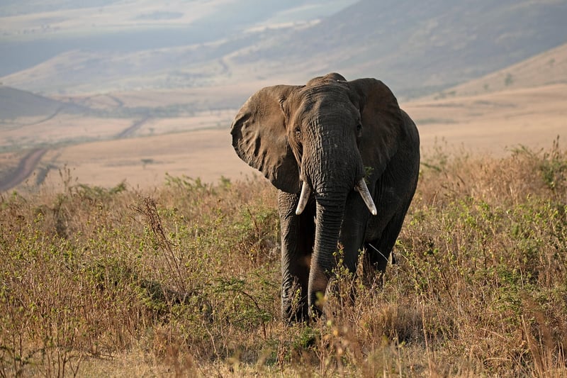 Serengeti National Park, Tanzania